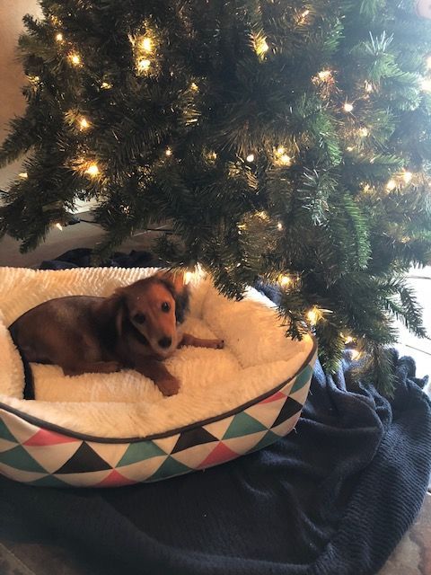 A dog is laying in a dog bed under a christmas tree.