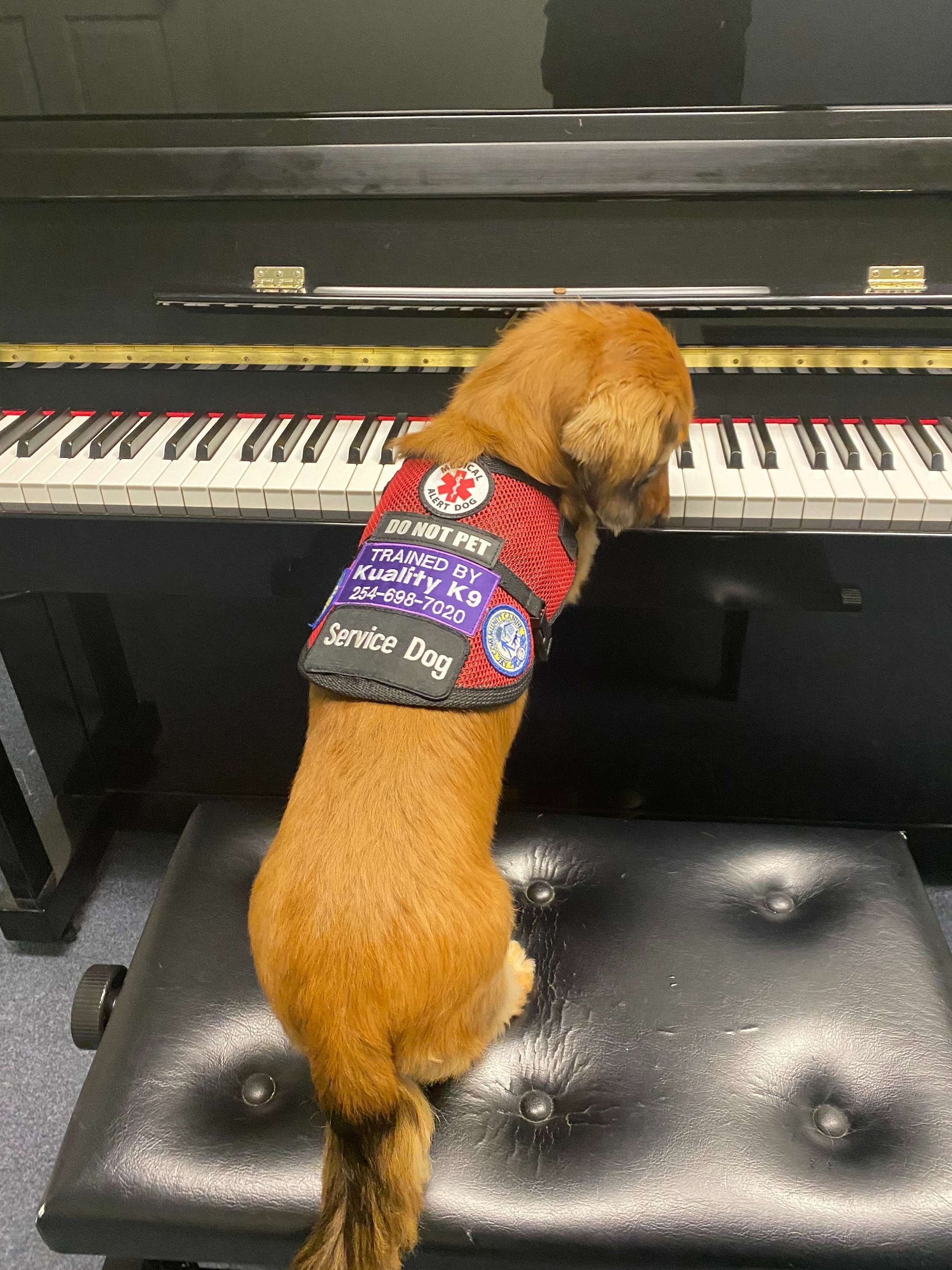 A dog is sitting on a bench next to a piano.