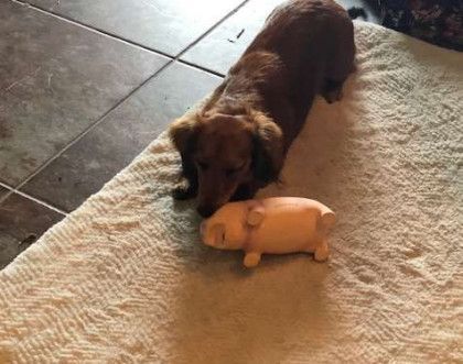 A dog is laying on a blanket next to a stuffed pig.