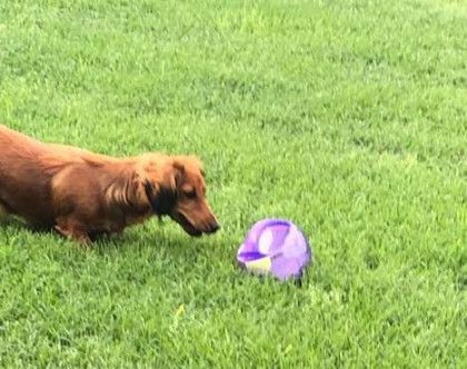 A dachshund is playing with a frisbee in the grass.