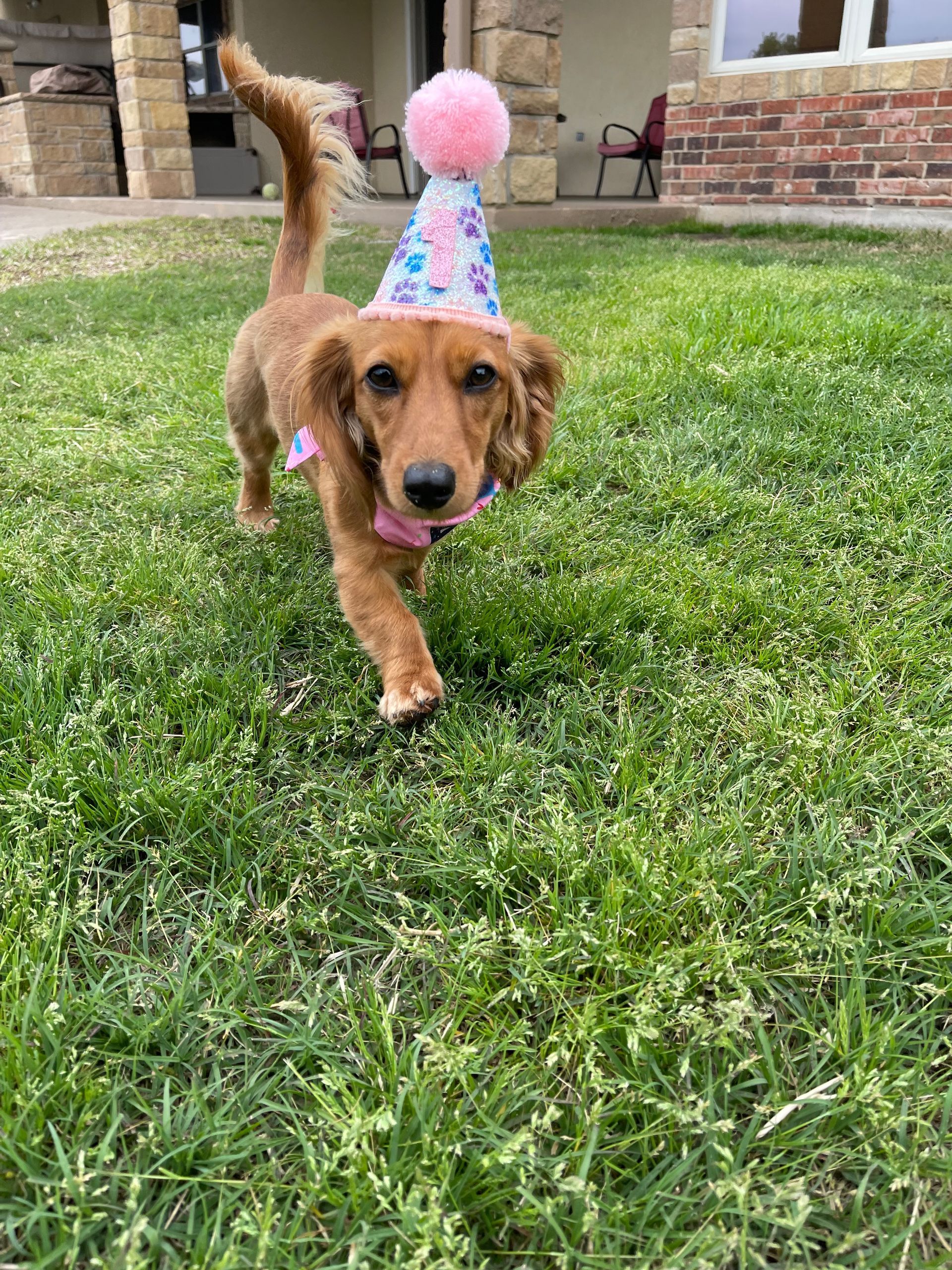 A dachshund wearing a birthday hat is running in the grass.
