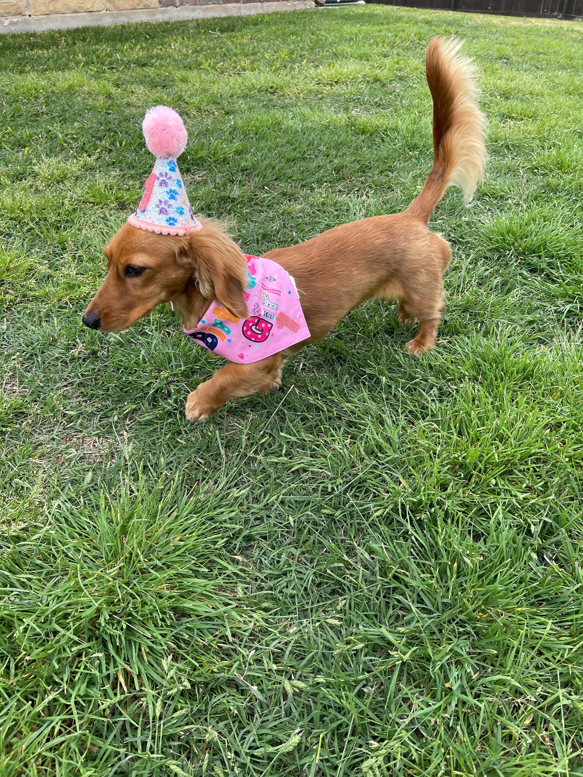 A dachshund wearing a birthday hat and scarf is standing in the grass.