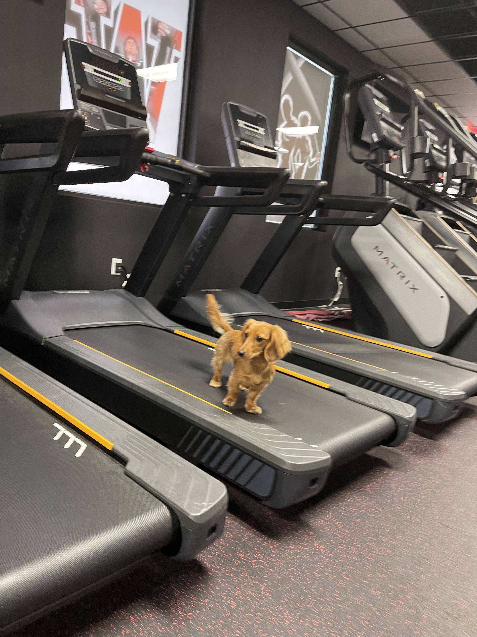 A small dog is standing on a treadmill in a gym