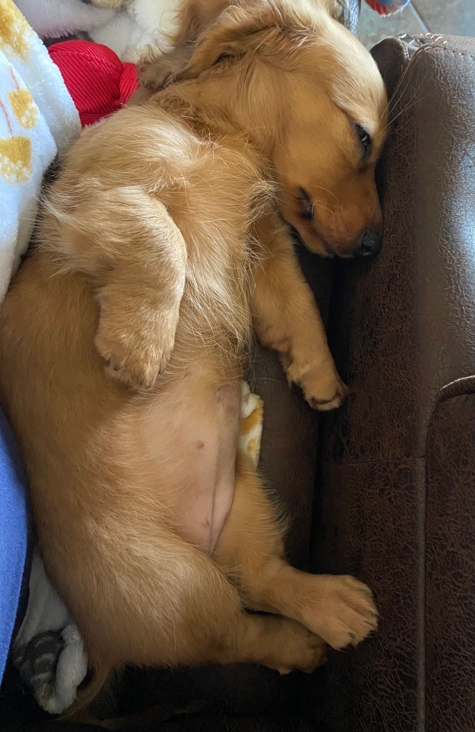 A brown puppy is sleeping on a brown couch.