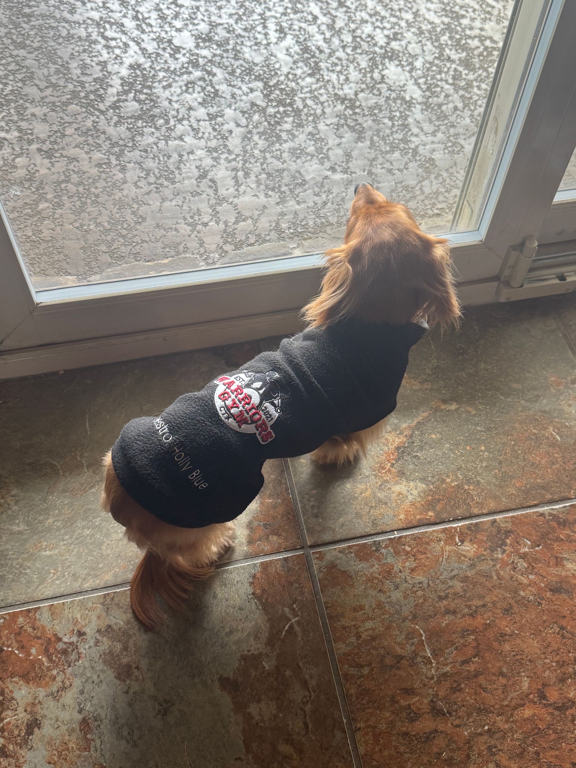 A small dog wearing a black sweater is standing in front of a door.