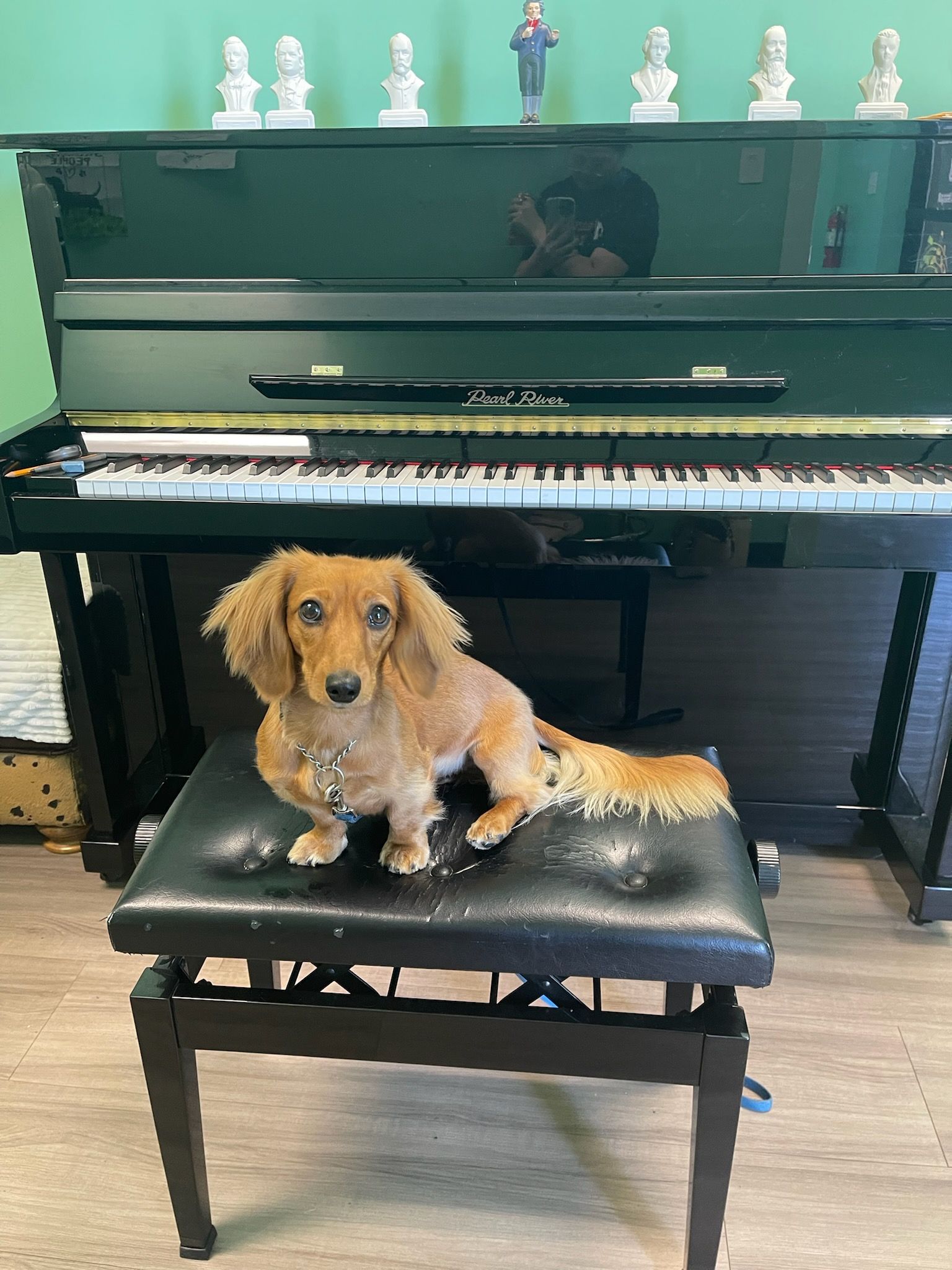 A dachshund is sitting on a bench in front of a piano.