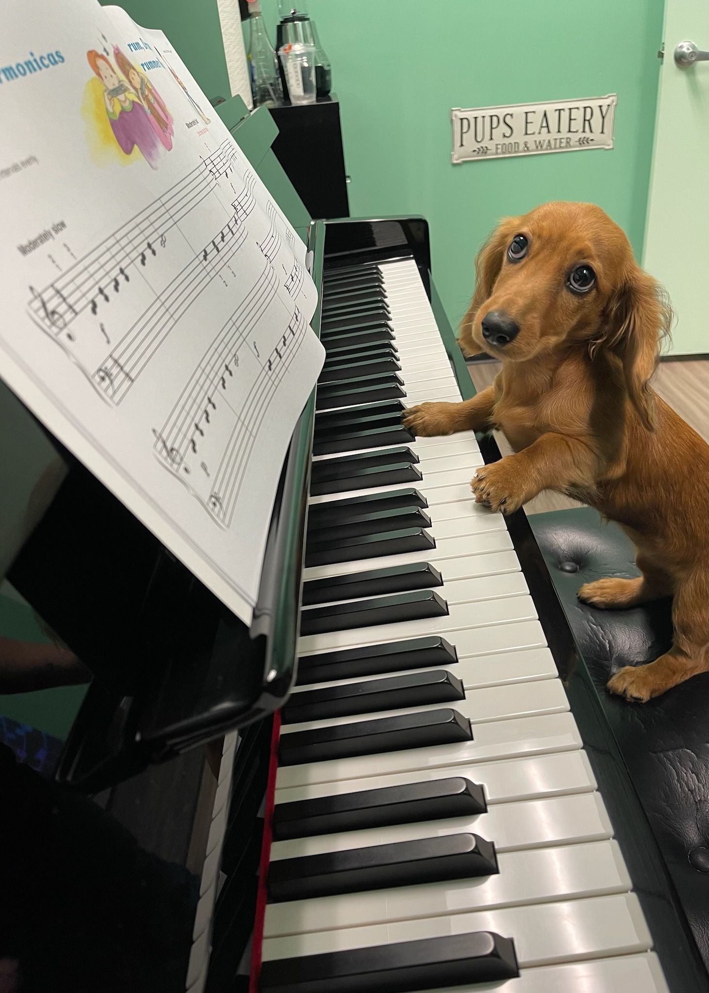 A small dog is sitting on top of a piano keyboard.