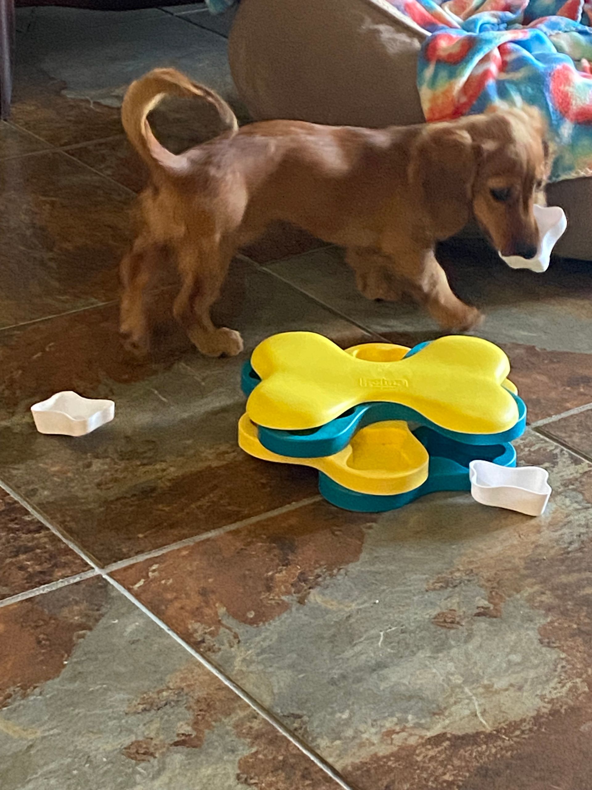 A dog is standing next to a toy on the floor.