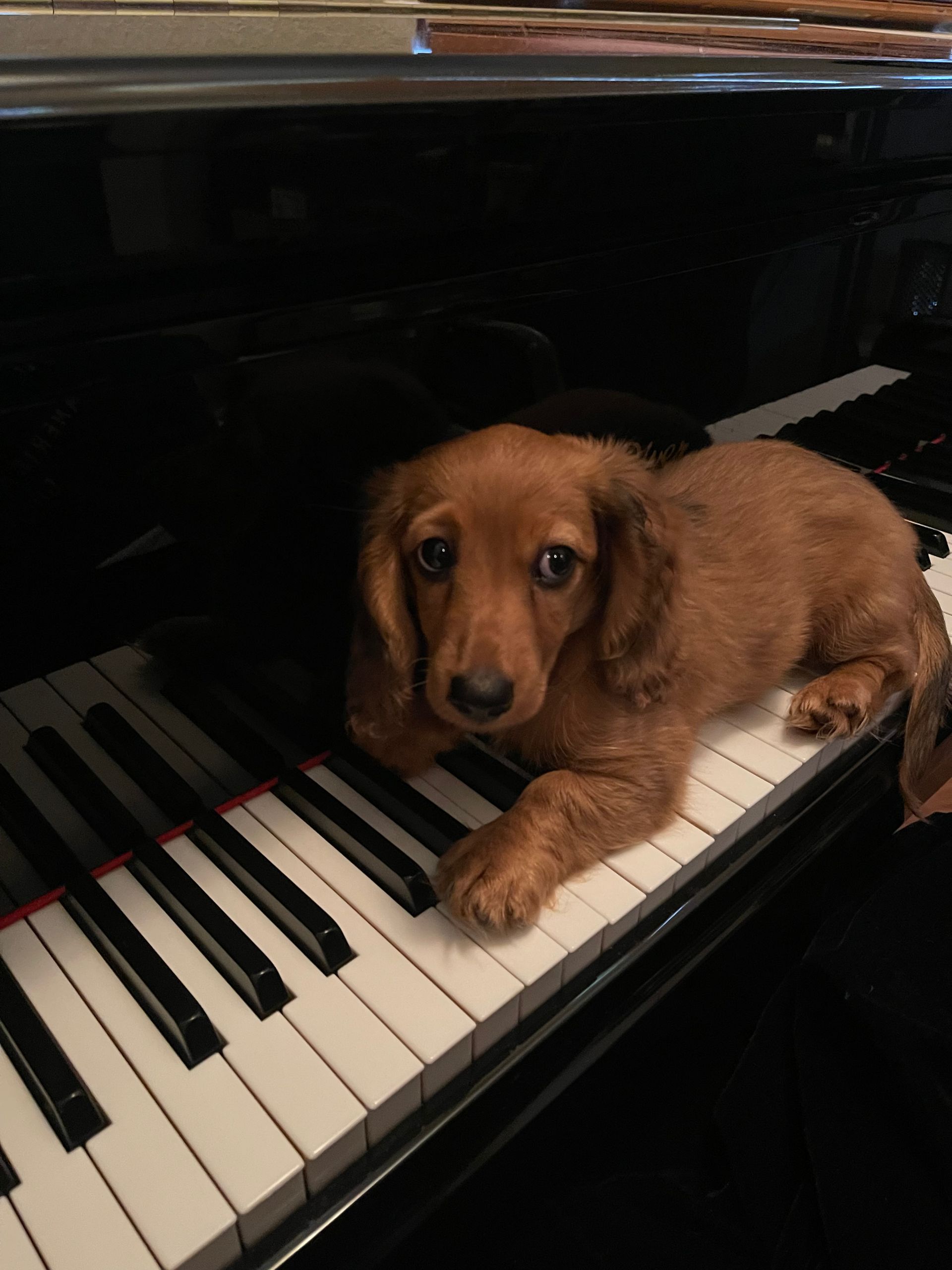 A puppy is laying on top of a piano keyboard