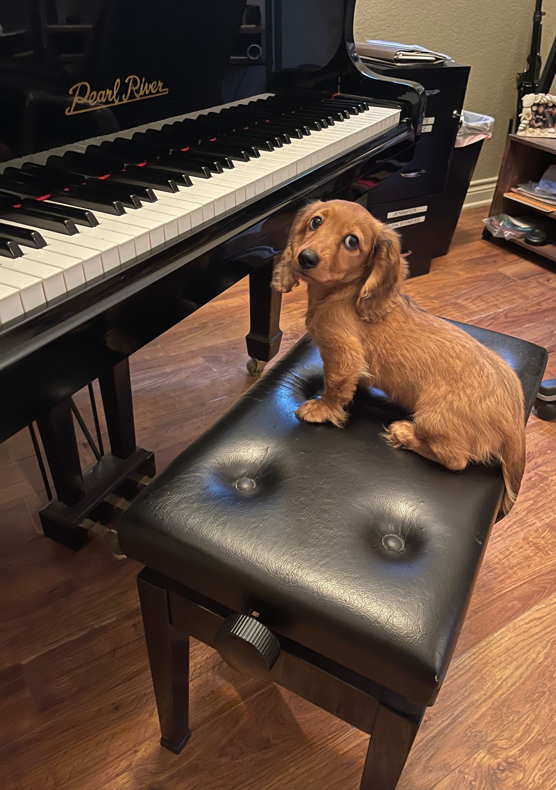 A puppy is sitting on a bench in front of a piano.