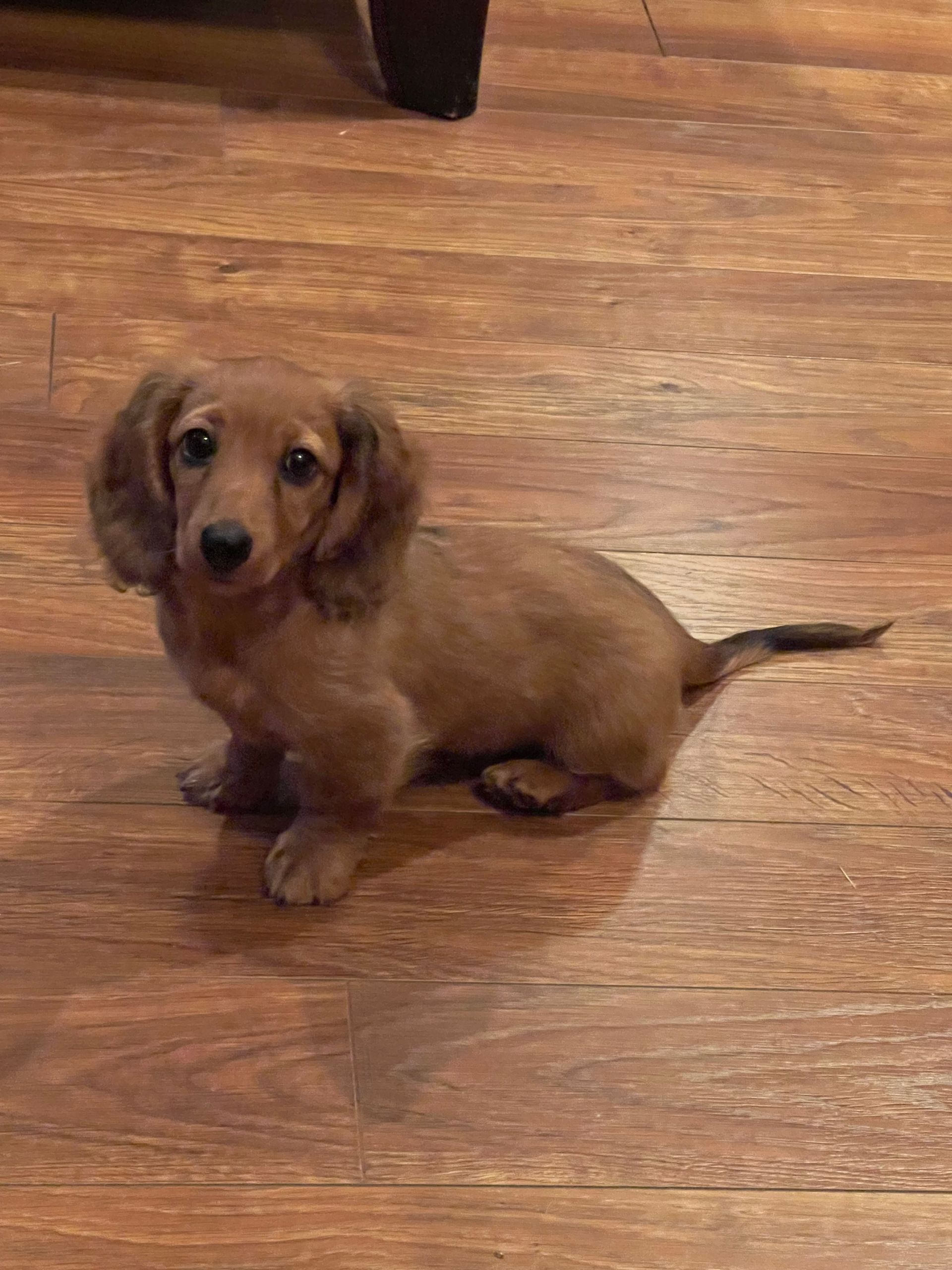 A small brown dachshund puppy is sitting on a wooden floor.