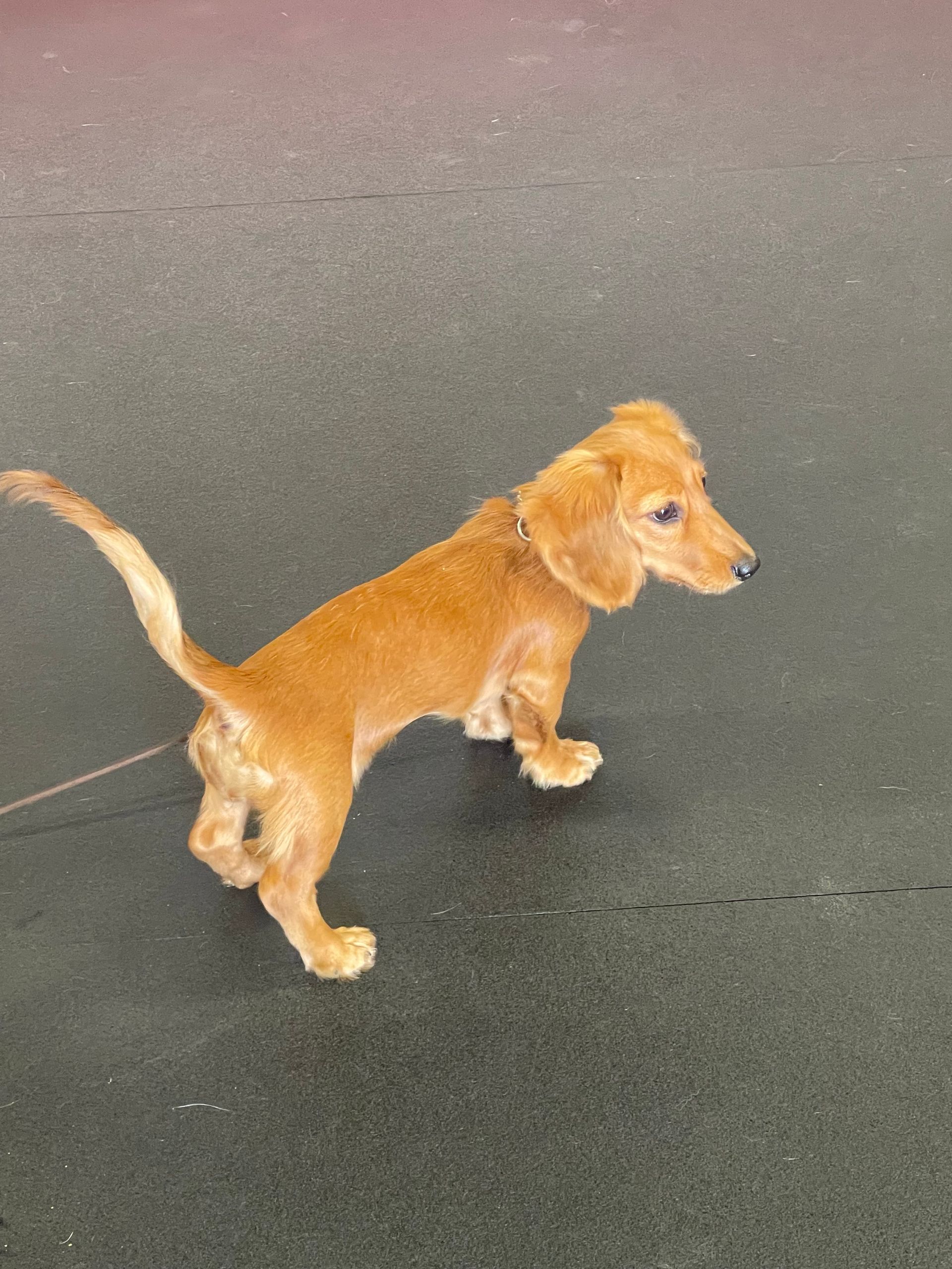 A small brown dog is walking on a leash
