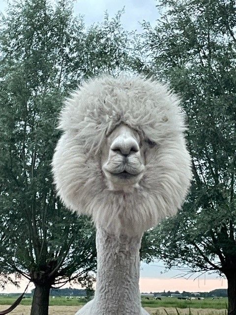 Een witte alpaca met een pluizige vacht rond zijn gezicht kijkt naar de kijker; bomen op de achtergrond.