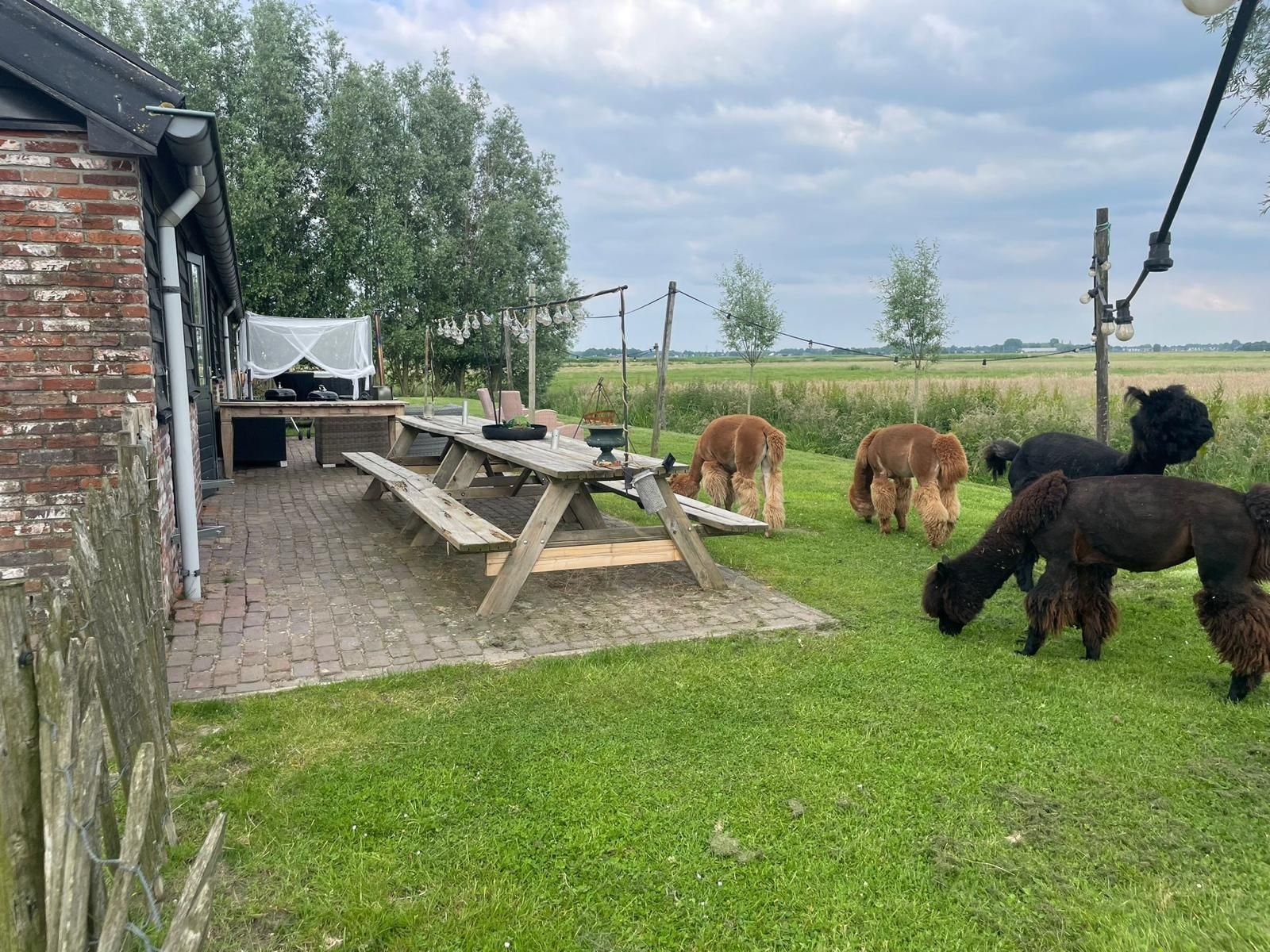 Alpaca's grazen op groen gras in de buurt van een picknicktafel buiten een gebouw.