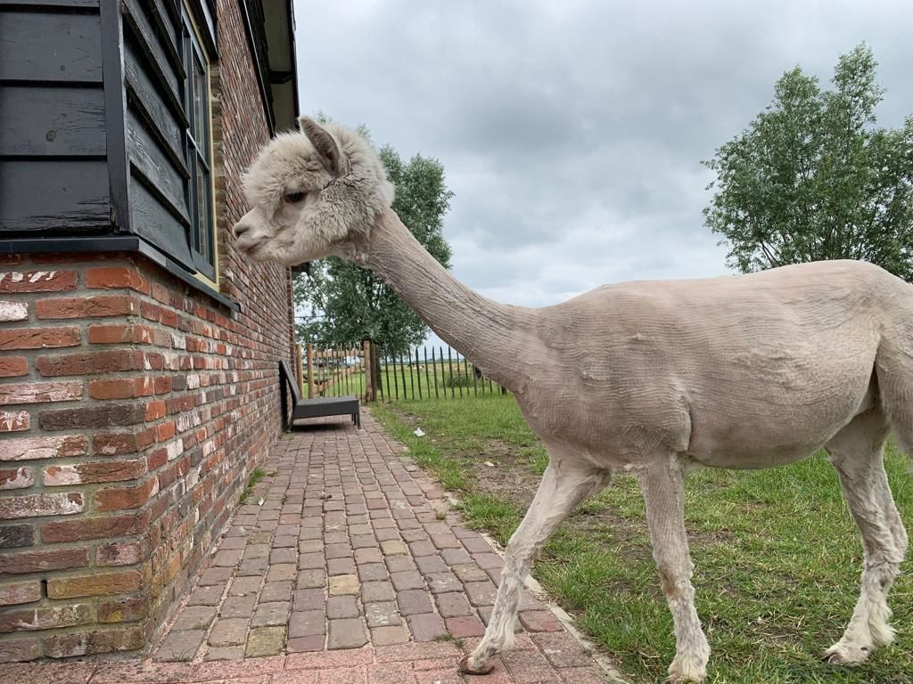 Een geschoren alpaca staat op een bakstenen pad bij een bakstenen gebouw met een donker raam.