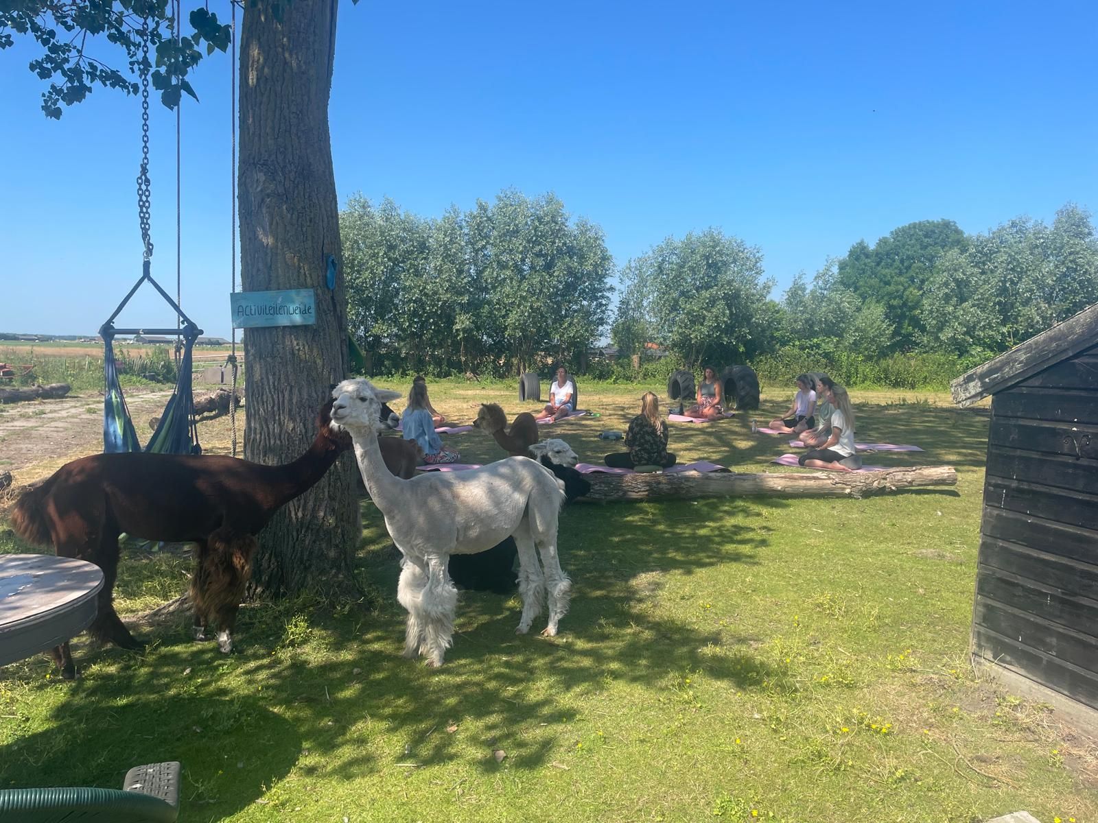 Twee alpaca's grazen bij een boom met een schommel. Op de achtergrond doen mensen yoga op een mat op een zonnige dag.