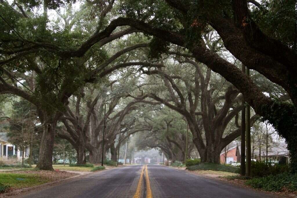 Road lined with large trees forming a tunnel. Gray asphalt, yellow lines, overcast sky.