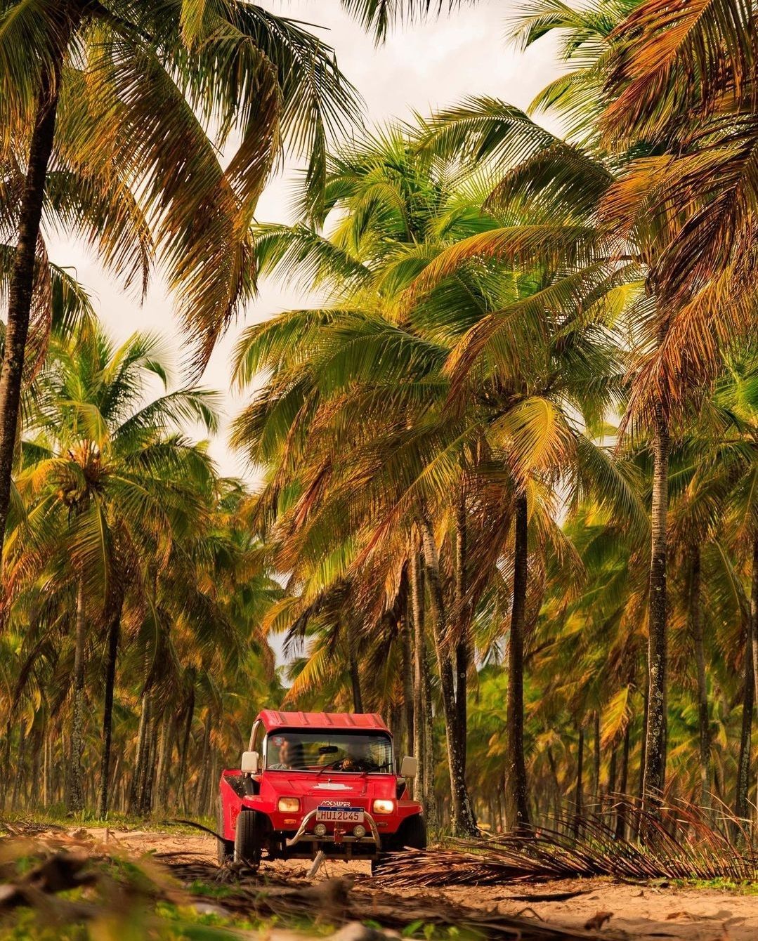 Um buggy vermelho está descendo uma estrada de terra cercada por palmeiras.