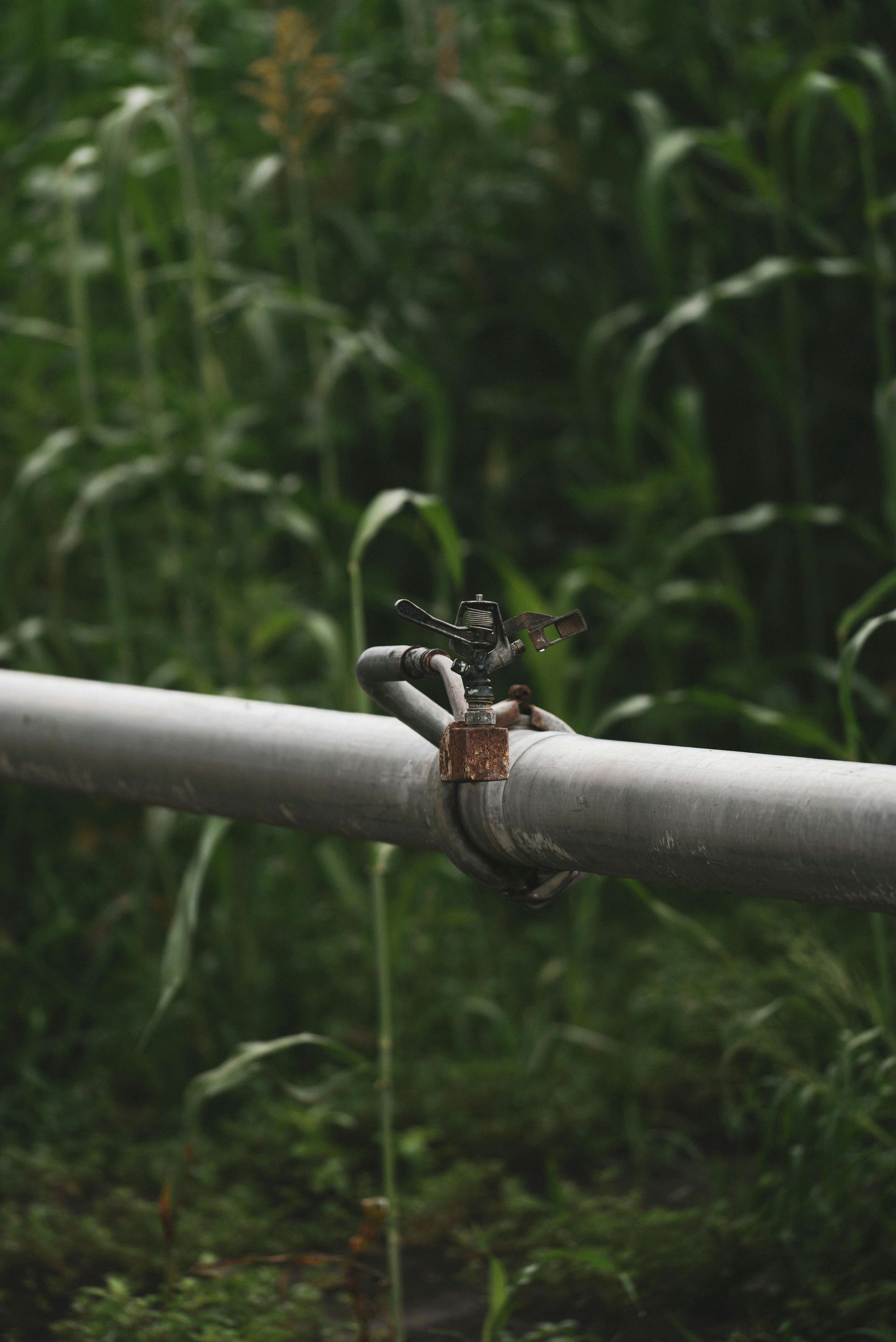 A sprinkler is attached to a pipe in the grass.