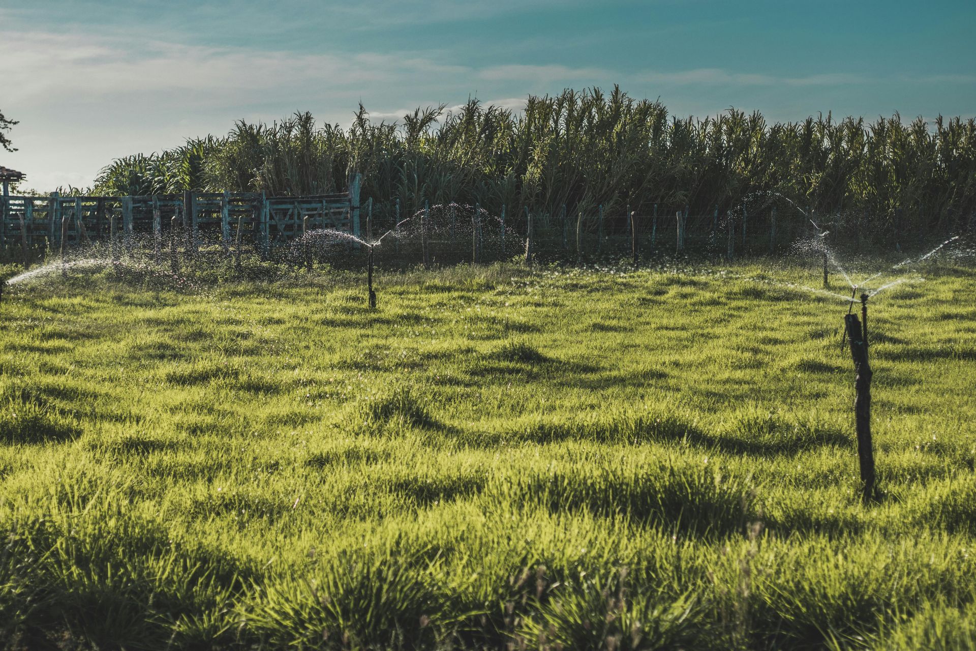 A sprinkler is spraying water on a lush green field.