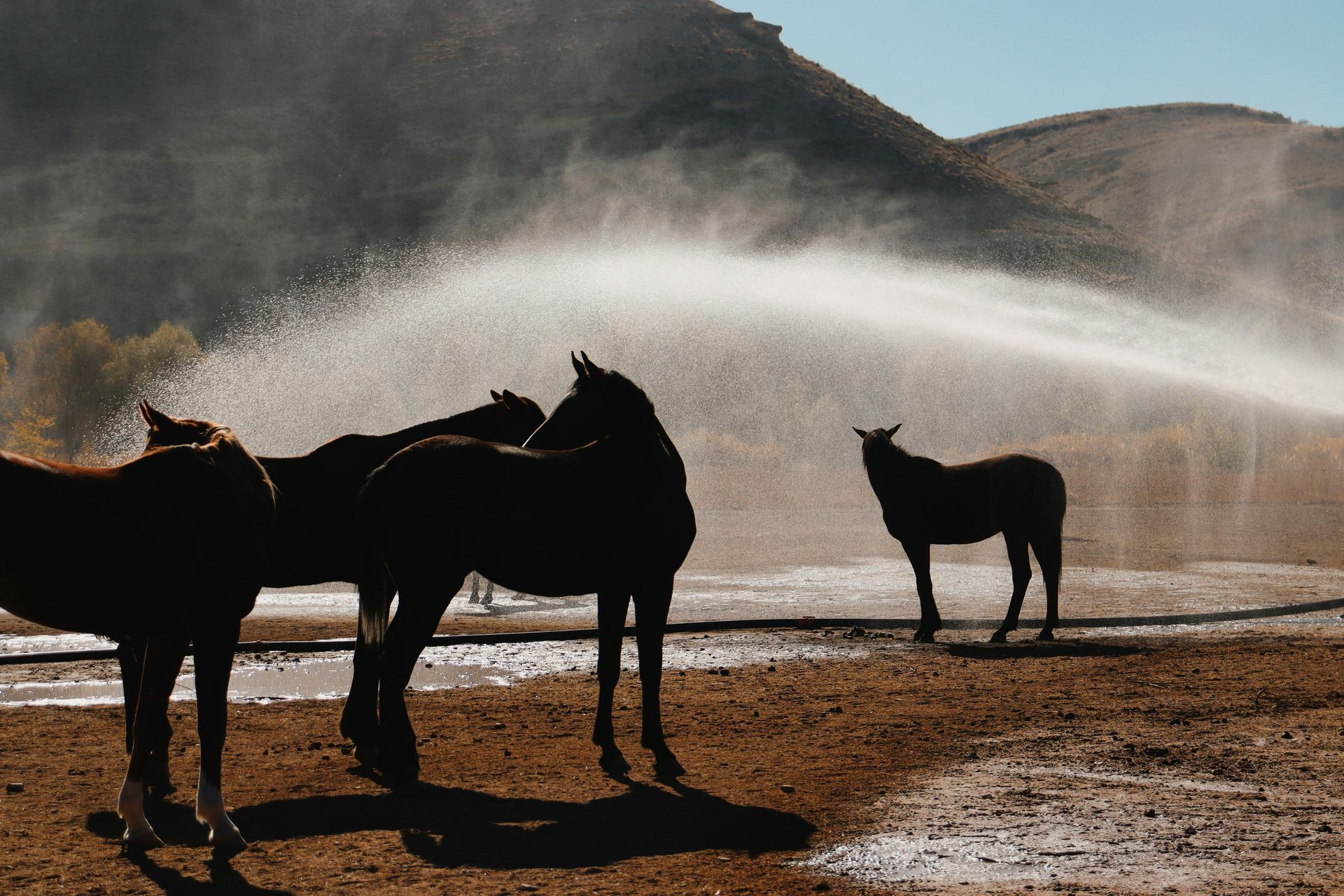 A herd of horses standing in a field with a hose spraying water on them.