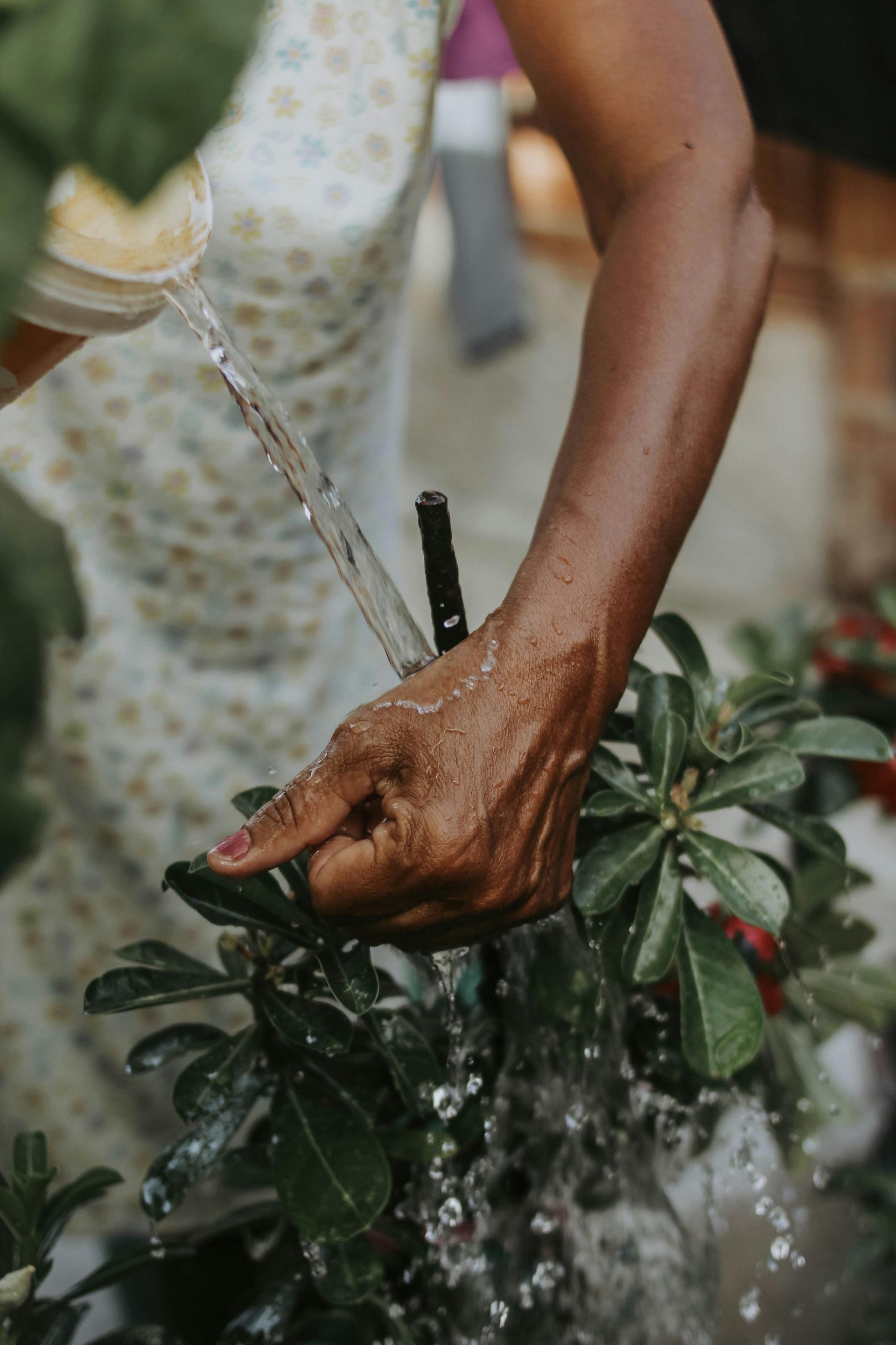 A woman is watering a plant with a hose.