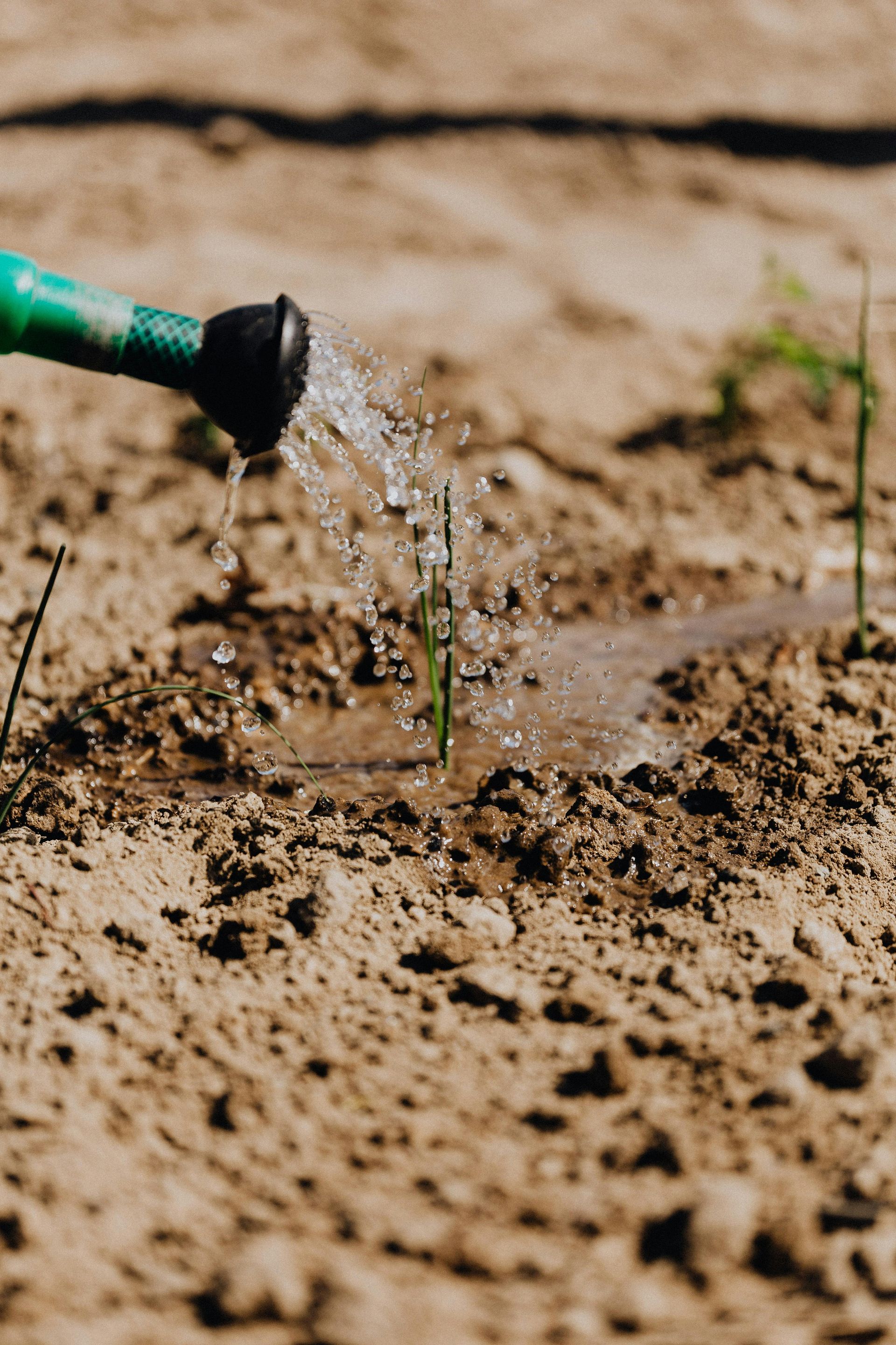 A person is watering a small plant with a watering can.