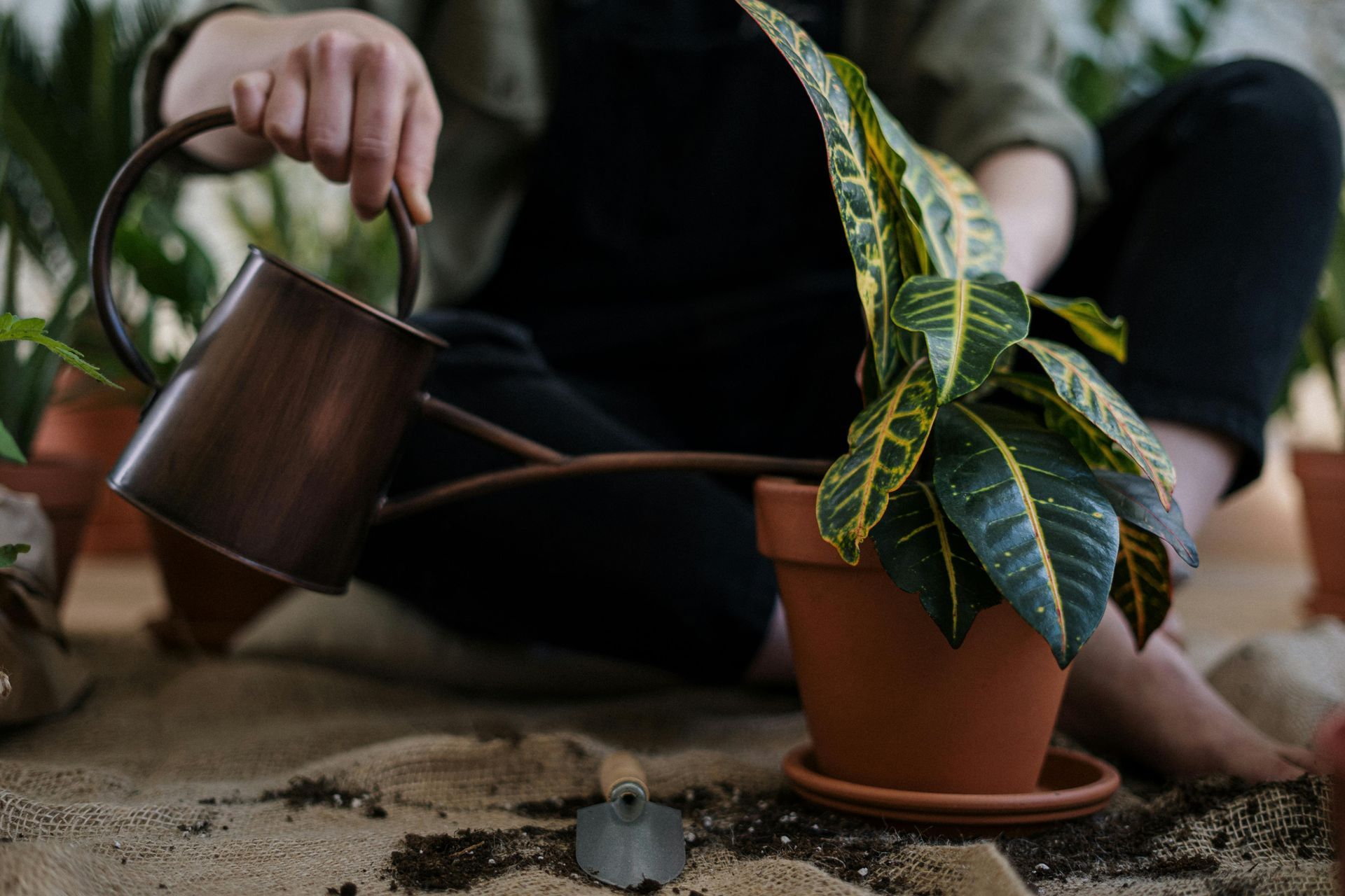 A person is watering a potted plant with a watering can.