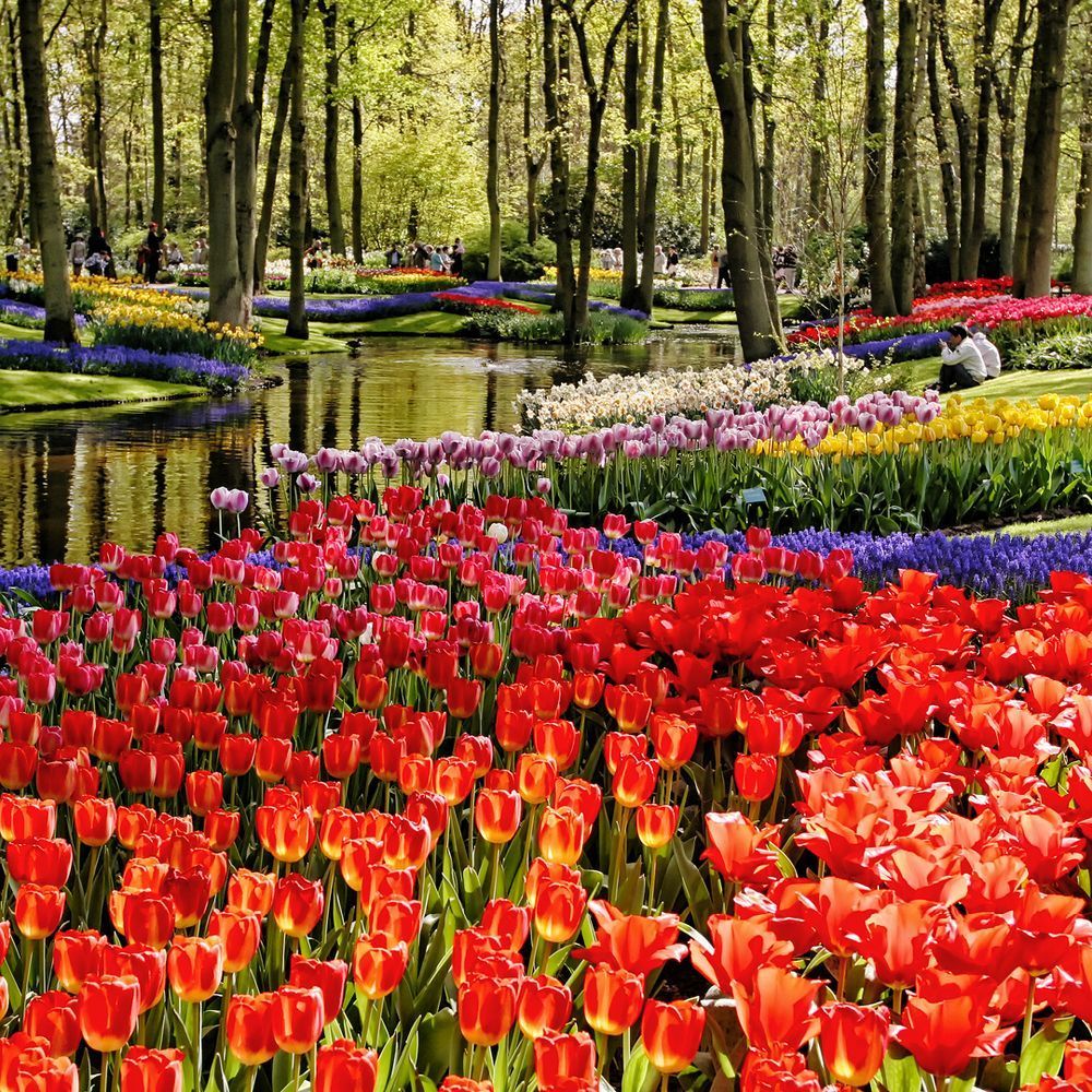 Colorful Tulips 