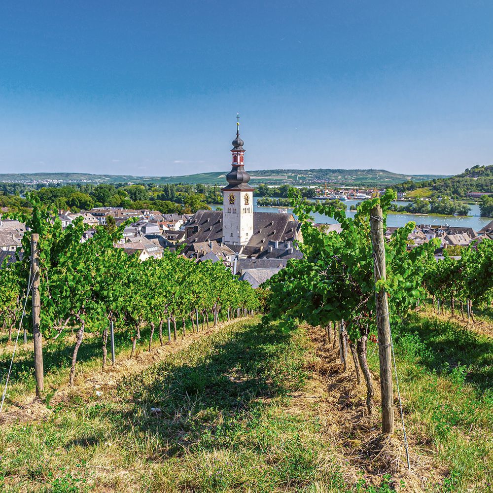 Rudesheim vineyard along the Rhine River showing grape vines