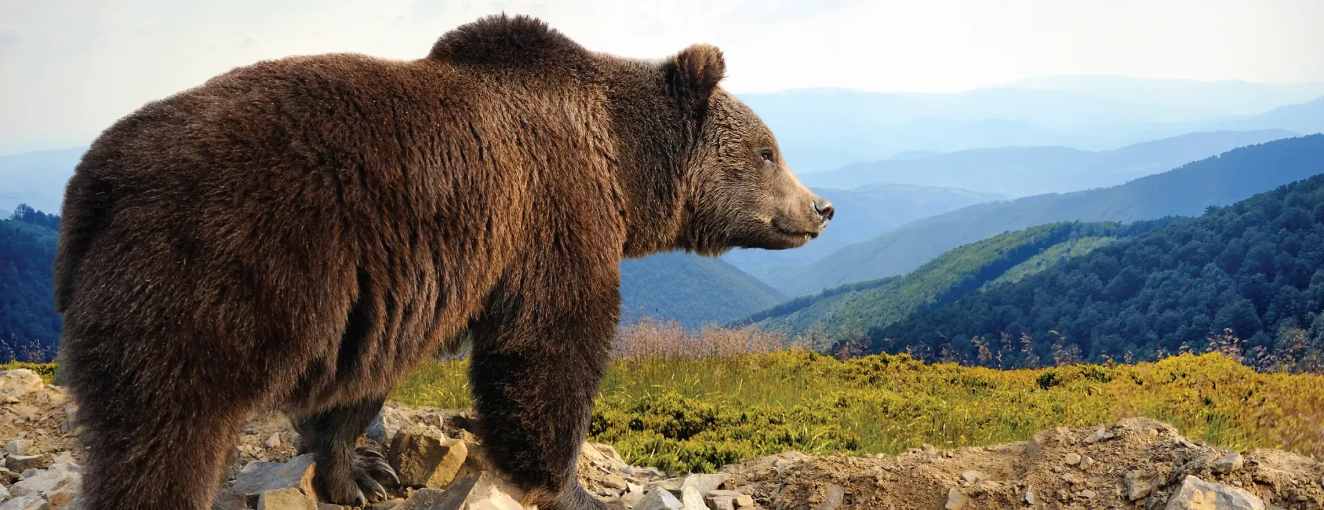 Large Alaskan grizzly bear and with a back ground of mountains 