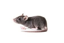 A mouse is a sign you need pest control Burlington, WA