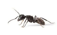 Black Ant | Bellingham, WA | Environmental Pest Control