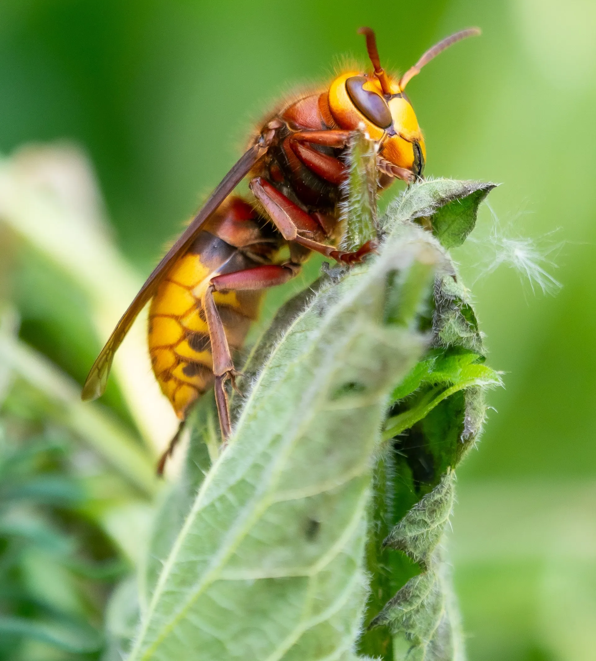 Large Hornet Wasp on Leaf | Bellingham, WA | Environmental Pest Control