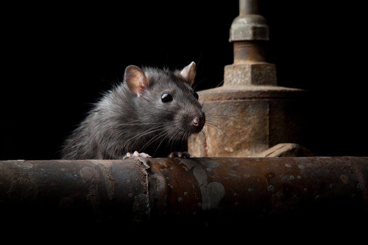 Wild Rat | Bellingham, WA | Environmental Pest Control