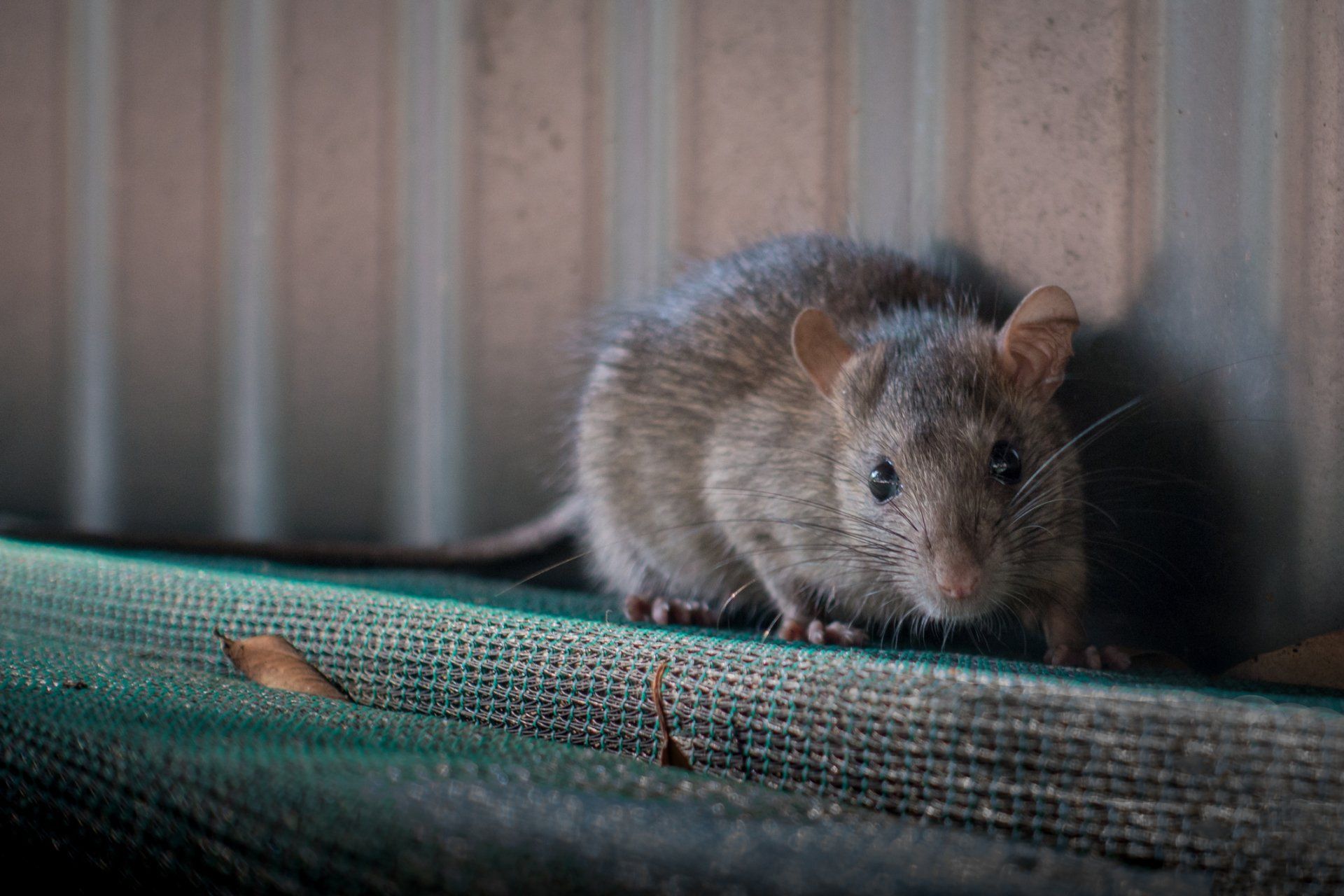 Grey Rat | Bellingham, WA | Environmental Pest Control