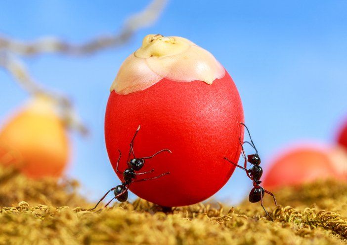 Ants Carrying Food | Bellingham, WA | Environmental Pest Control