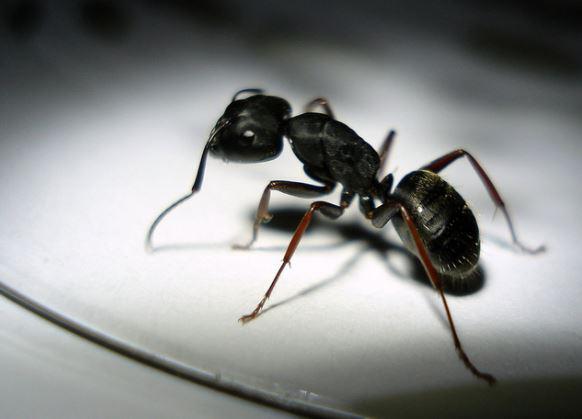Close-Up of Ant | Bellingham, WA | Environmental Pest Control
