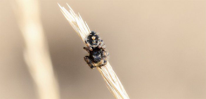Spider | Bellingham, WA | Environmental Pest Control
