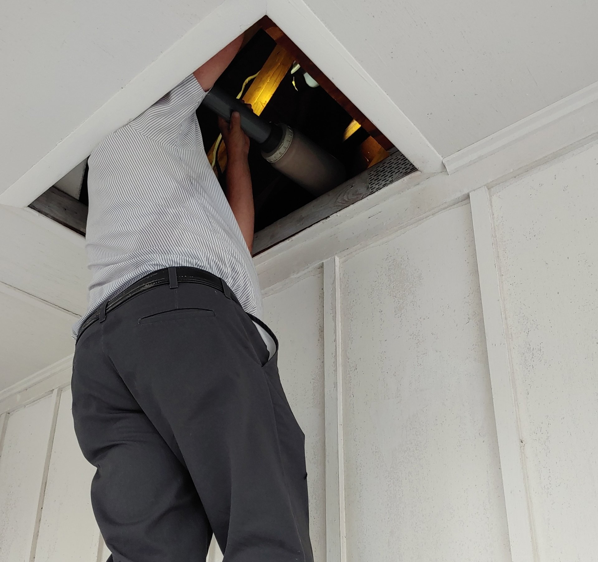 Earwig — Tavares, FL — Eagle Exterminating Co