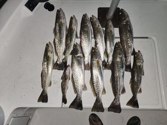 Several speckled trout hanging on a boat, caught fishing.
