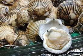 Pile of fresh scallops, one open, showing white meat inside the shell.