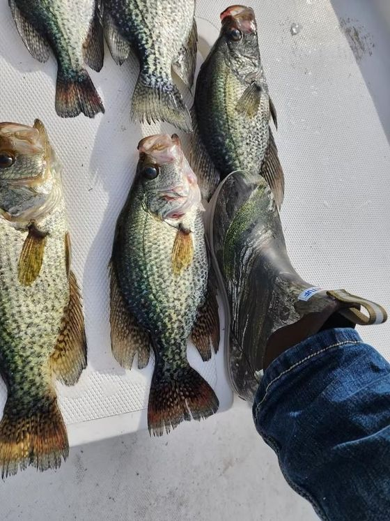 Several crappie fish lying on a surface with a boot and jeans in frame.