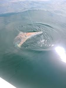 A fish, partially submerged, struggles in the water, hooked on a fishing line.