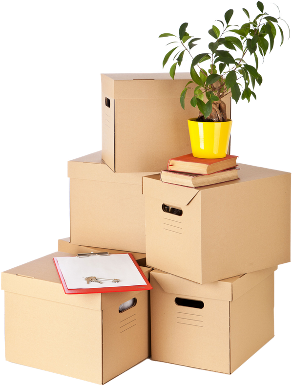 Cardboard Boxes With Potted Plant on Top