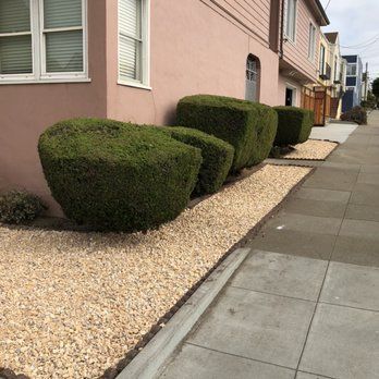 A row of bushes are lined up in front of a building.
