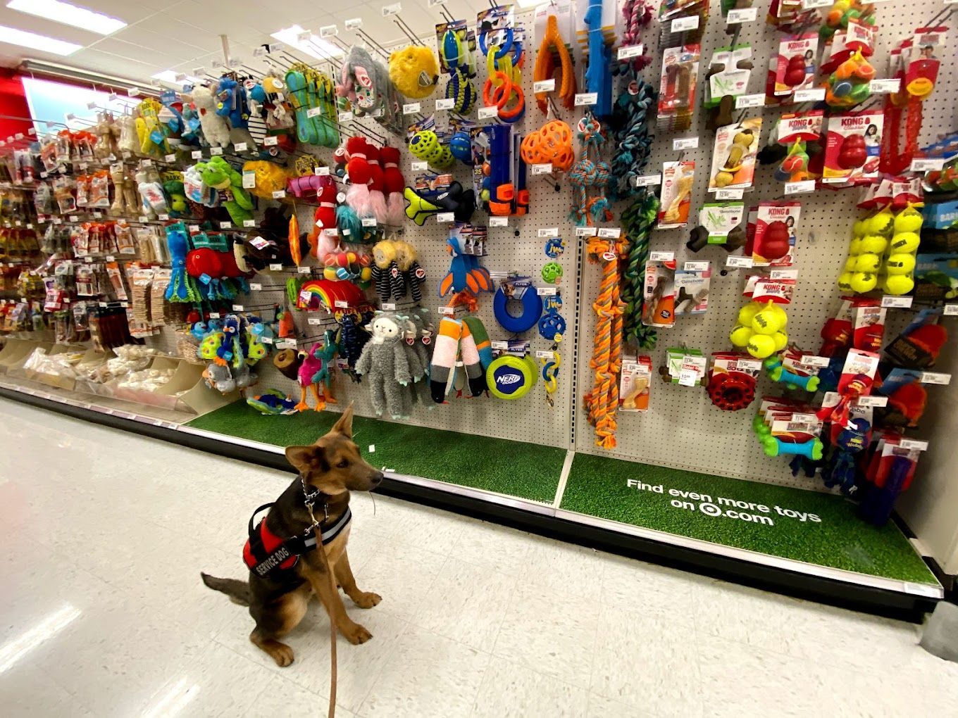 A dog is sitting in front of a wall of dog toys in a store.