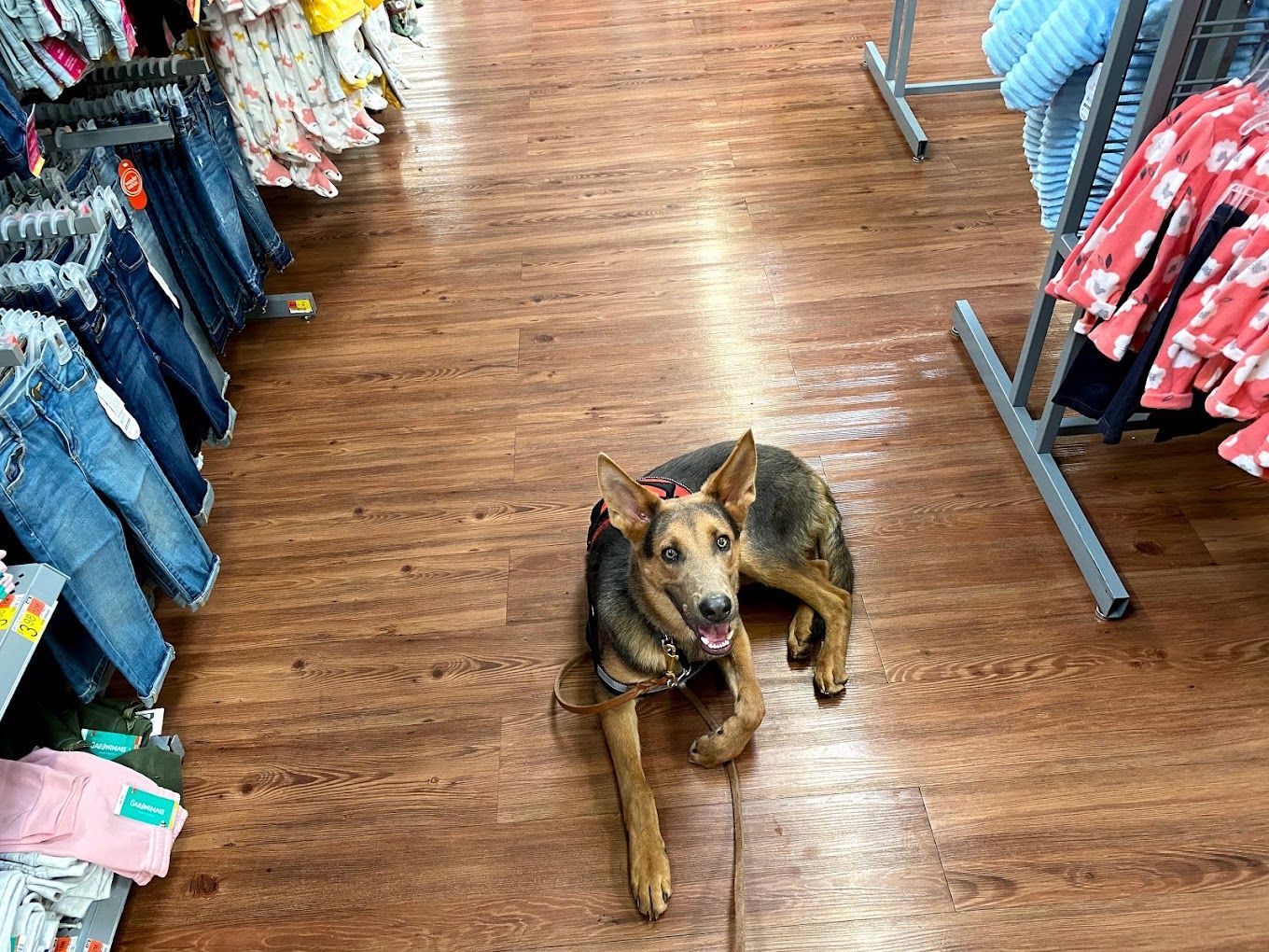 A dog is laying on the floor in a clothing store.