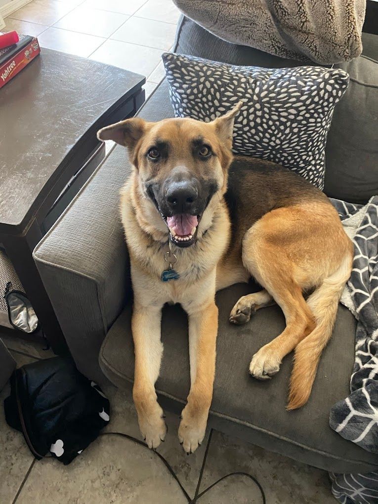 A dog is laying on a couch with its tongue out.