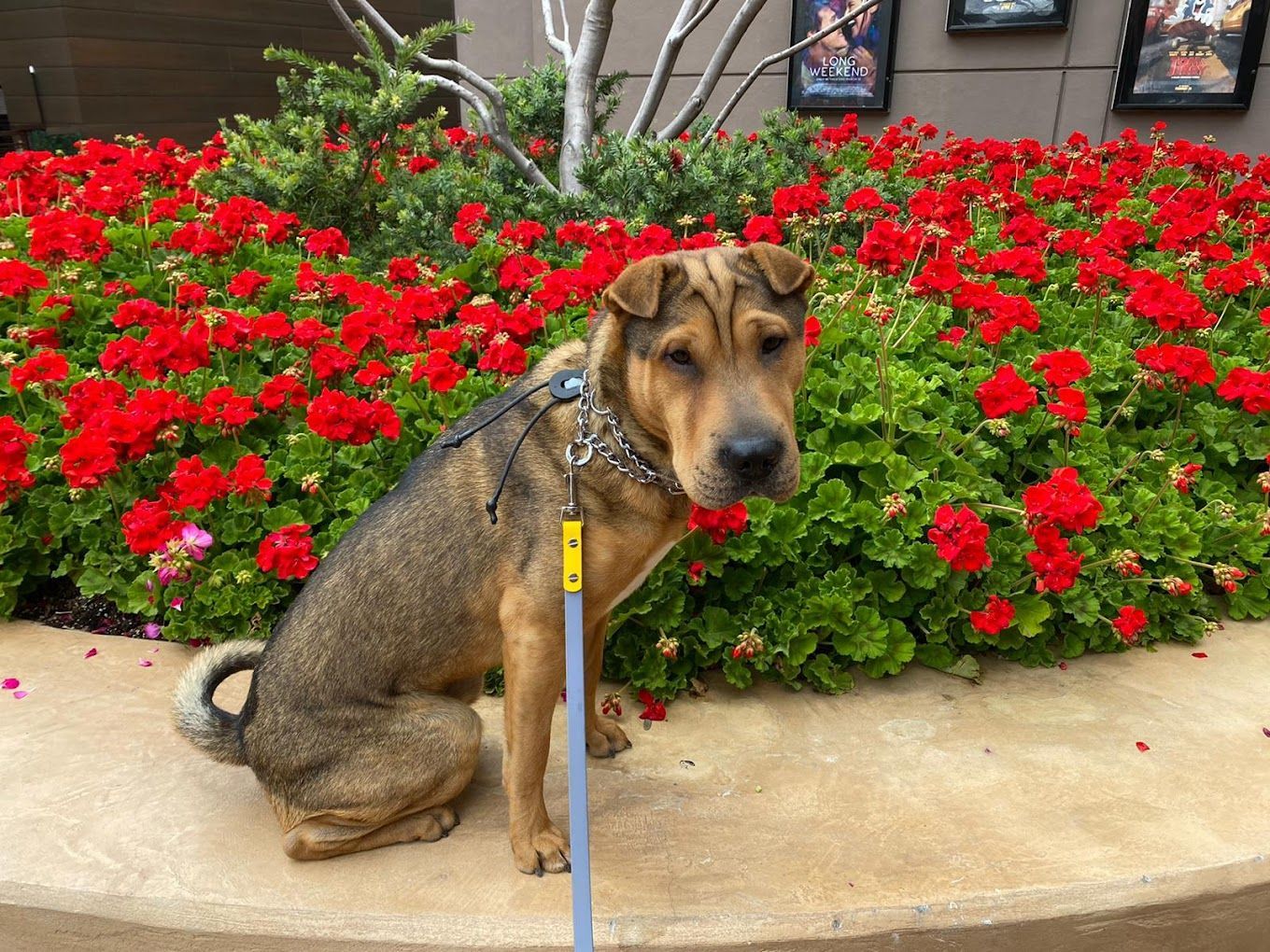 A dog on a leash is sitting in front of a bush of red flowers